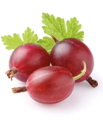 Stĺpovitý egreš červený od 3 ks