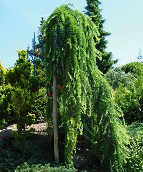 Smrekovec prevísajúci 'Stiff Weeper'