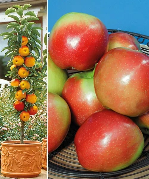 Stĺpovitá jabloň 'Polka®' - žltočervená, jese