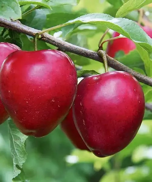 Stĺpovitá mirabelka 'Ruby'