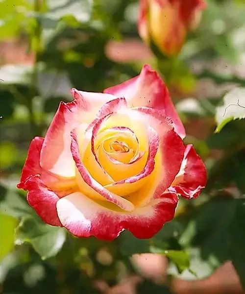 Ruža 'Double Delight'