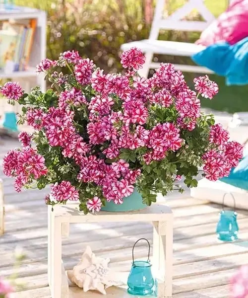 Pelargónie 'Nixe®'