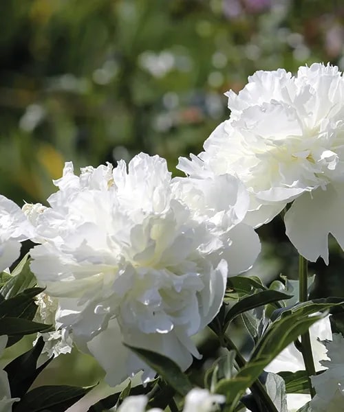 Pivonka čínská 'Duchesse de Nemours' biela