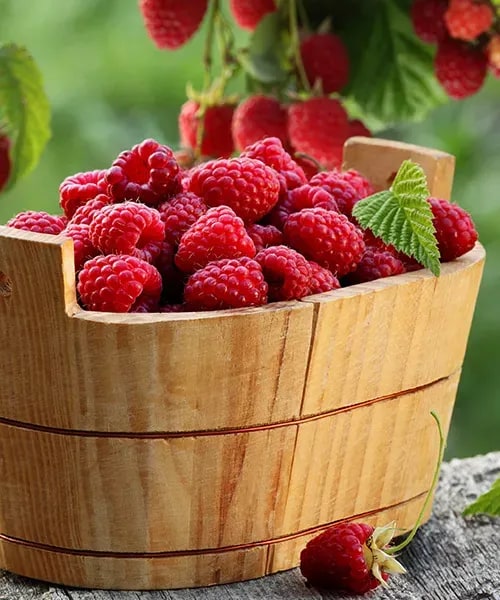 Maliny 'Willamette®'