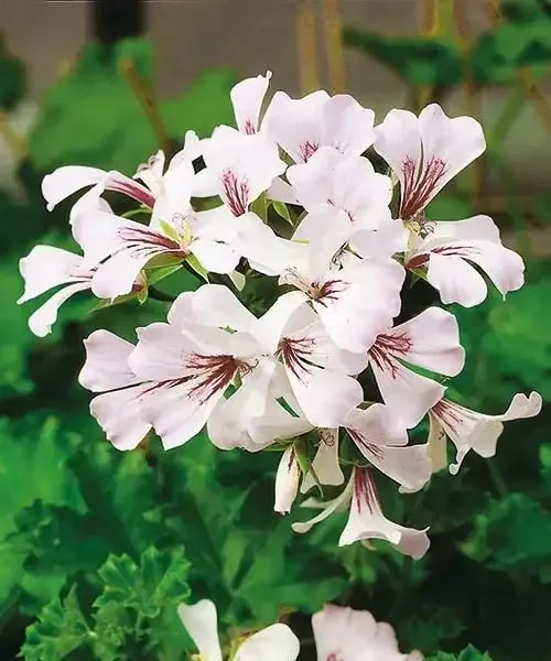 Pelargónia White Fontaine