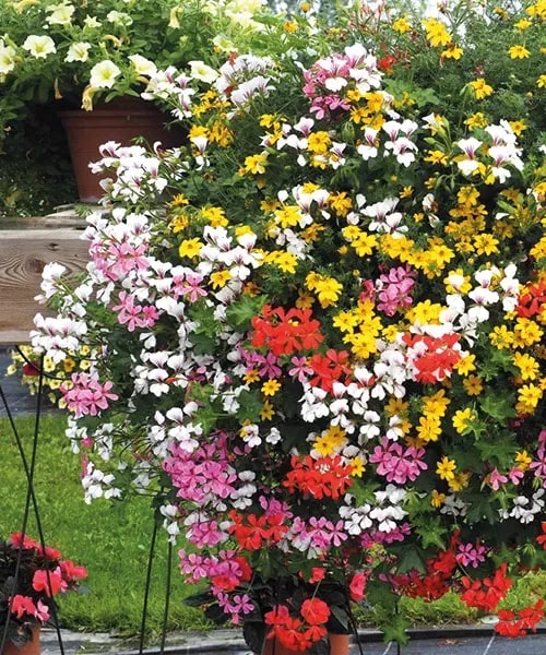 Rouge Fontaine + Violet Fontaine + White Fontaine + Balkongold