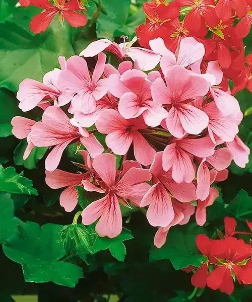 Pelargónia Violet Fontaine