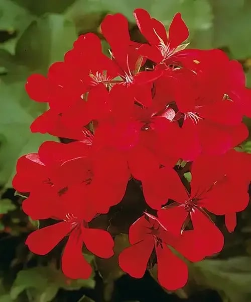 Pelargónia Rouge Fontaine
