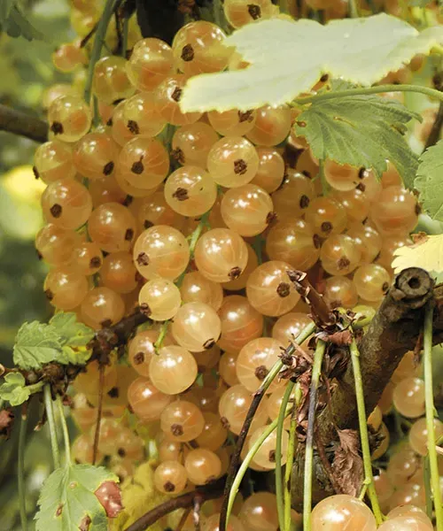 Ríbezľa biela 'Versailler' - krík