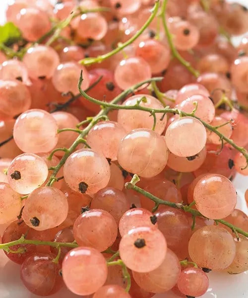 Ružové ríbezle 'Gloire De Sablon' - krík