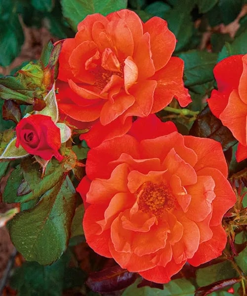 Rouge Fontaine + Violet Fontaine + White Fontaine + Balkongold