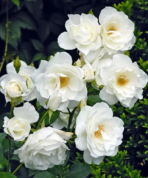 Pelargónia Rouge Fontaine
