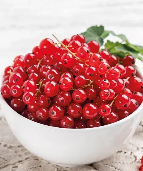 Ríbezle 'Jonkheer van Tets' - krík