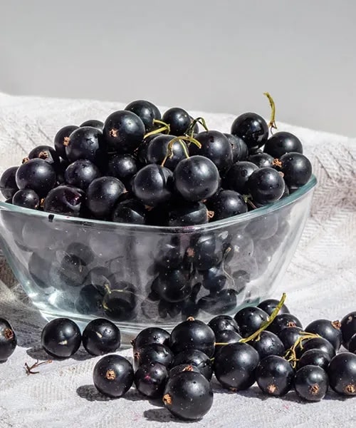 Ríbezle 'Titania®' - krík