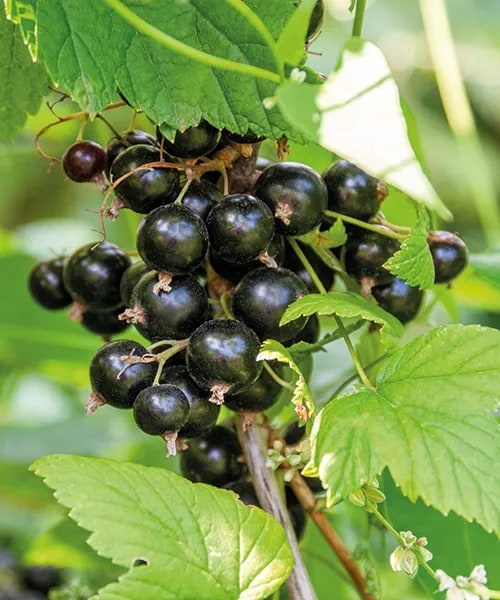 Ríbezľa 'Čierna Silvergieters' - krík