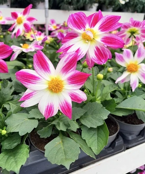 Georgína 'Summer Bees Purple Bicolor'