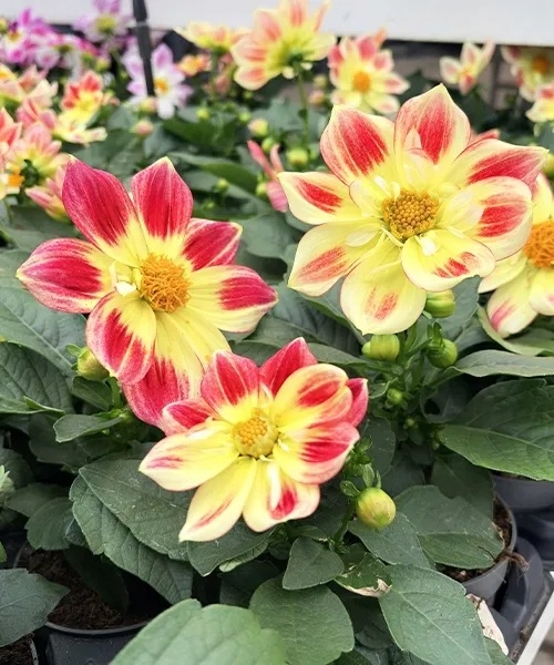 Georgína 'Summer Bees Red Bicolor'