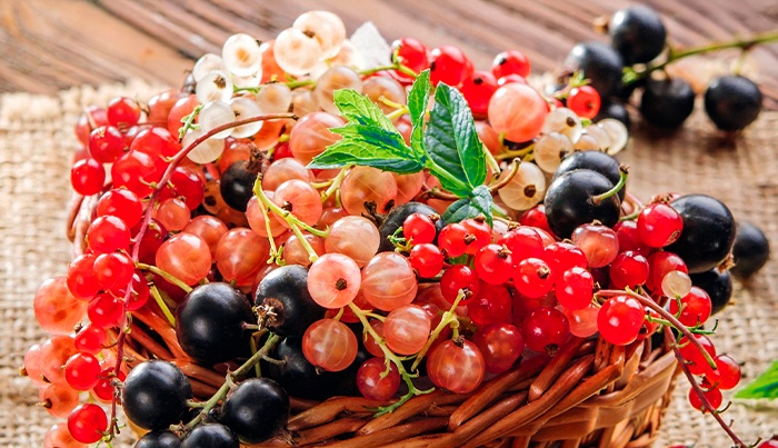 Darček: Tisickvet univerzálné hnojivo pri nákupe tovaru v hodnote nad 79 €.  Pri nákupe nad 140 € je  poštovné zadarmo.