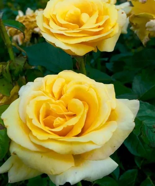 Ruža 'Glorius'