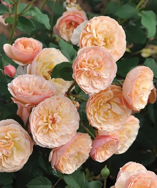 Ruža 'Eveline Wild®'