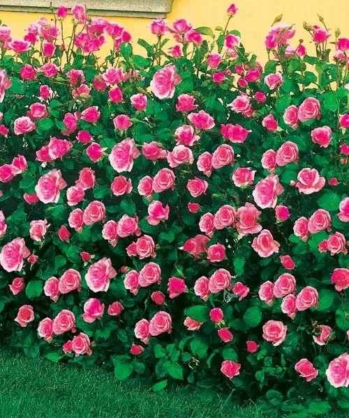 Ruža 'Queen Elizabeth®'