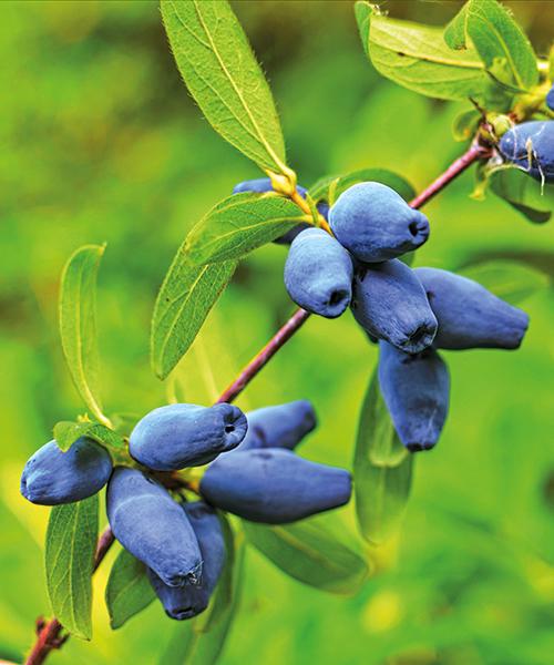 Kamčatská čučoriedka 'Myberry Bee'