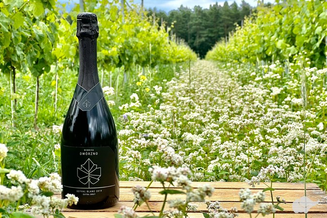 Zwiedzanie Winnicy Dwórzno z degustacją