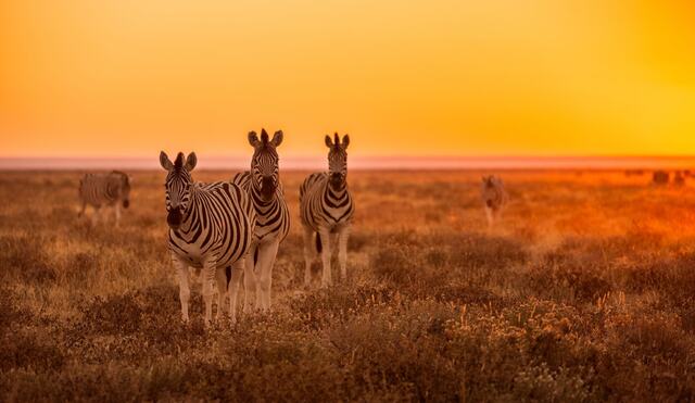 Safari-eventyr i Sydafrika