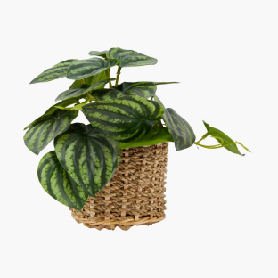 Shop Faux Plants & Pots