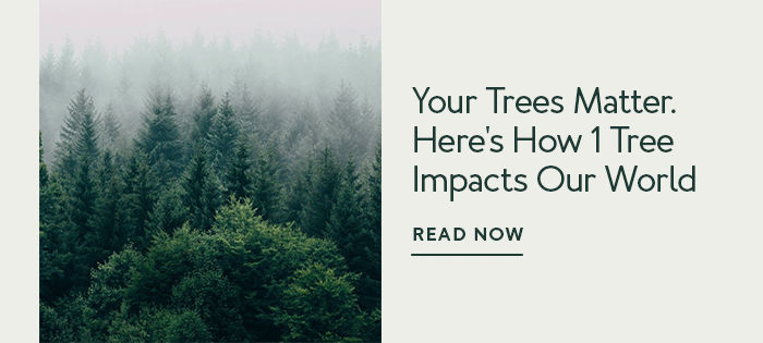 Your Trees Matter. Here's How 1 Tree Impacts Our World