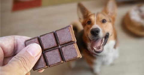 donner du chocolat à son chien 