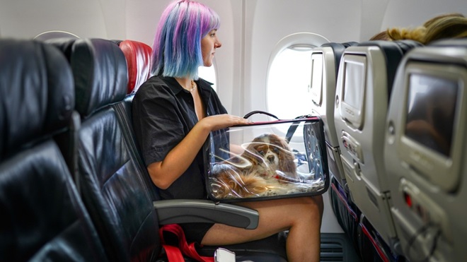 femme dans un avion avec un chien