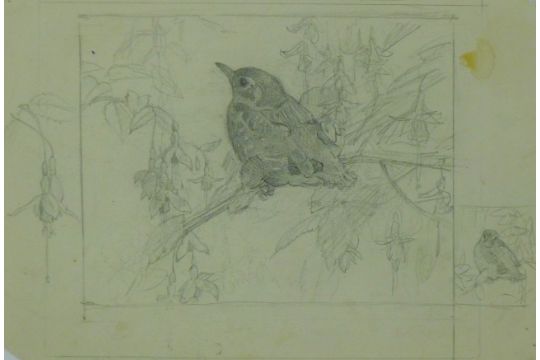 Austin, Winifred (1876-1964) British (AR), Baby Thrush