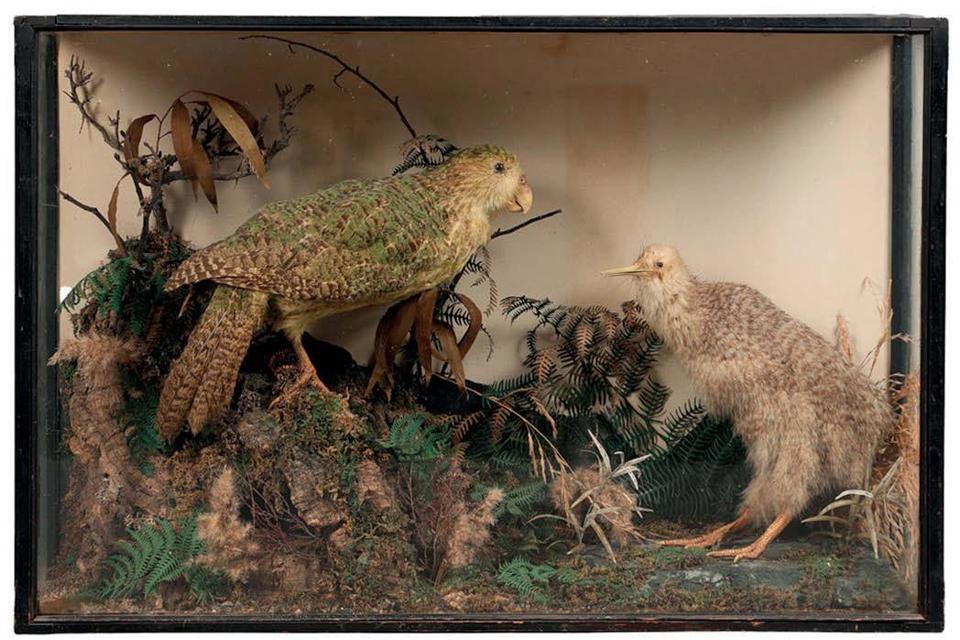 Victorian taxidermy case