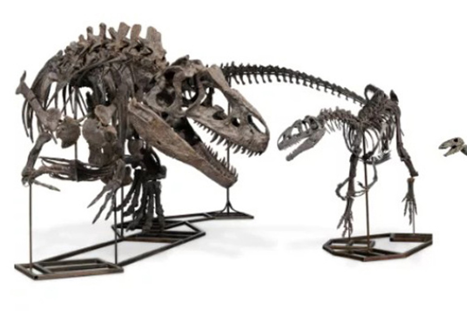 Allosaurus skeletons