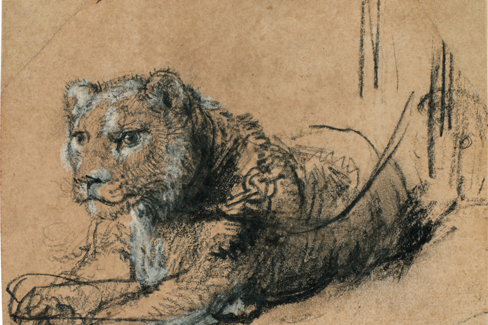 Lion drawing by Rembrandt