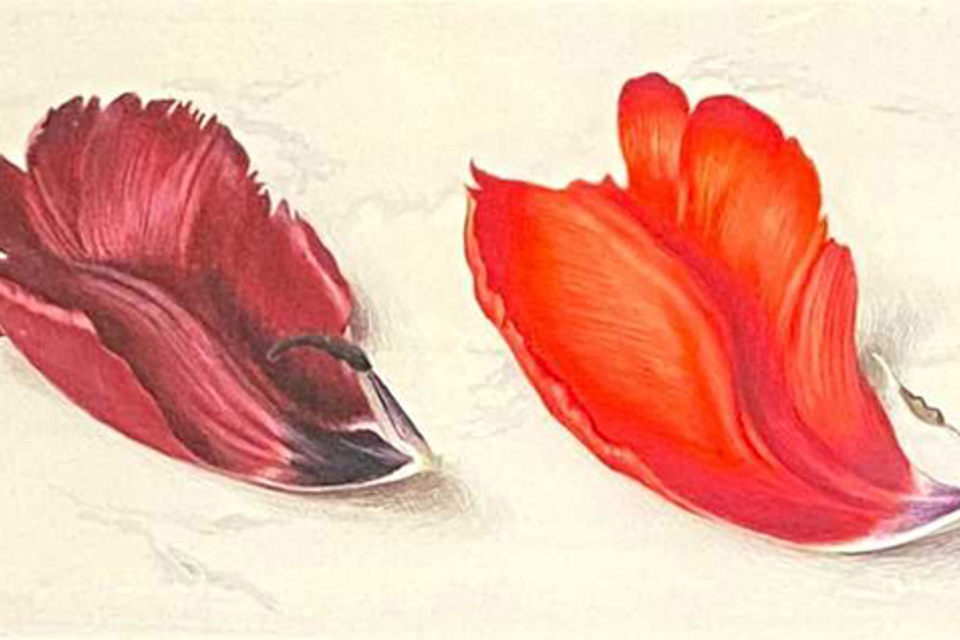 Four Red Tulip Petals by Eliot Hodgkin