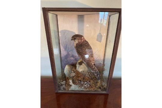 An Early 20th Century Taxidermy Presentation Case Containing…