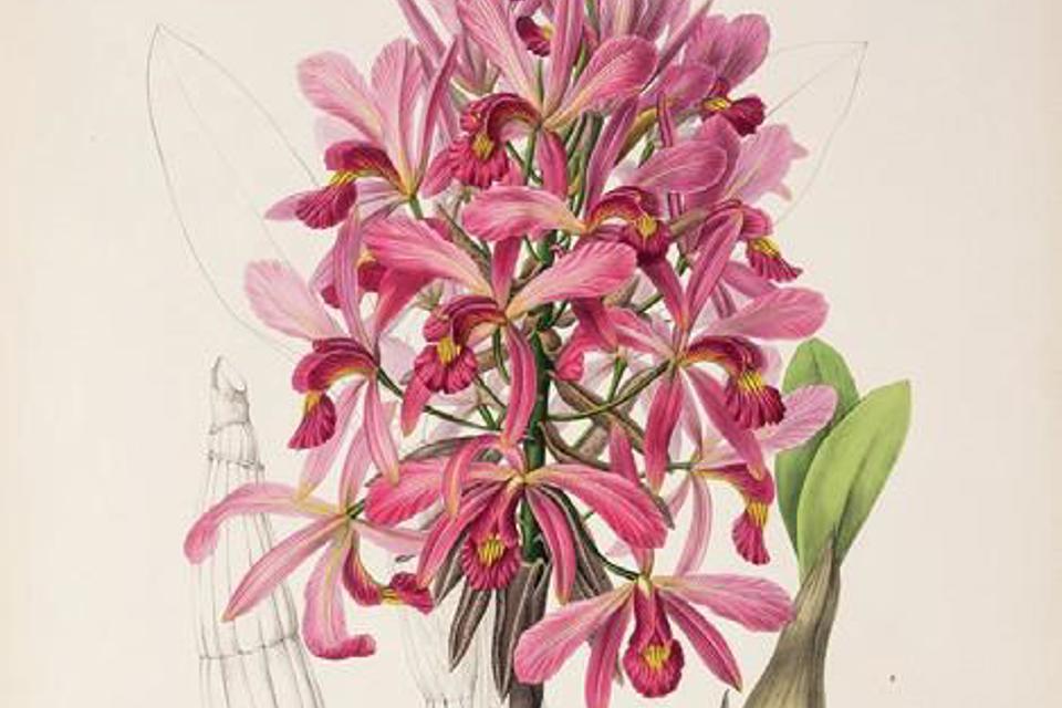 Flower by James Bateman