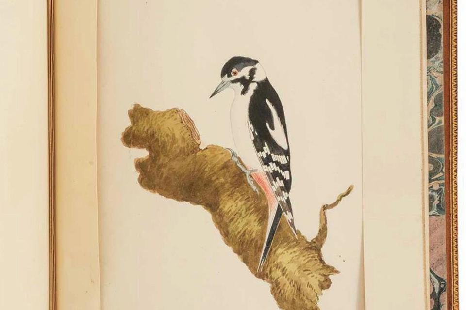 Watercolour drawings by William Weston Young