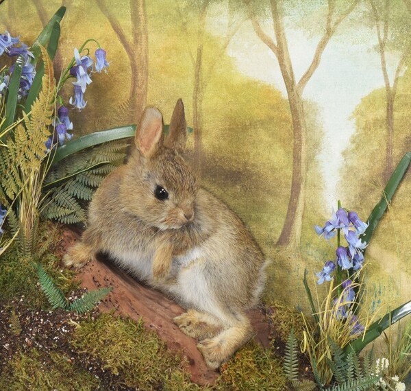 Natural History & Taxidermy