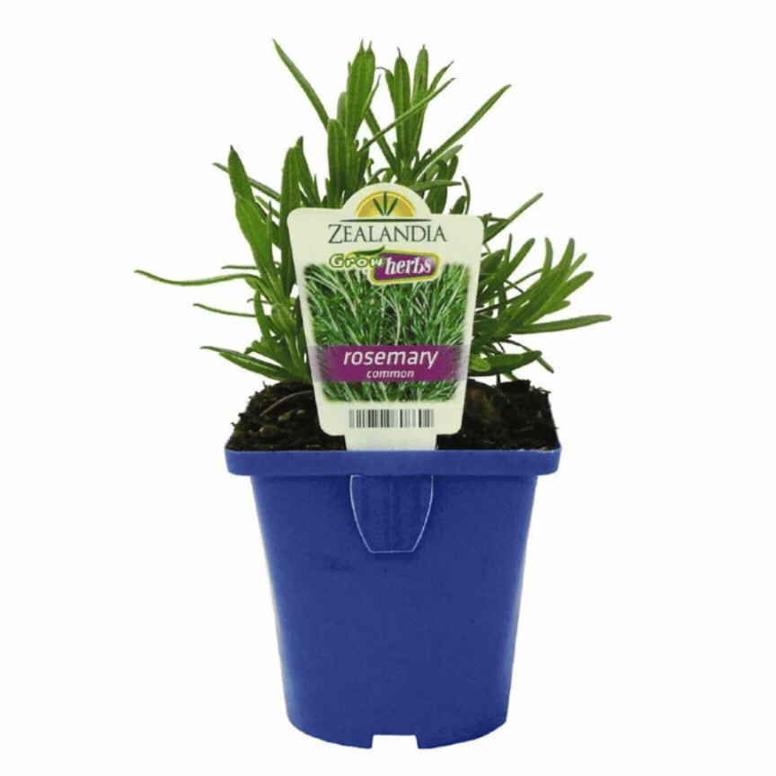 Growherbs Assorted Herbs