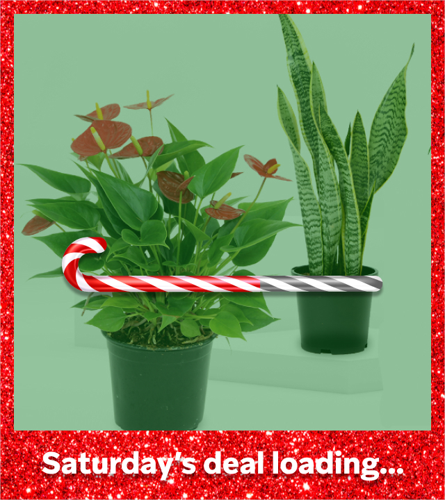 Dazzling Deal Preview - House Plants 