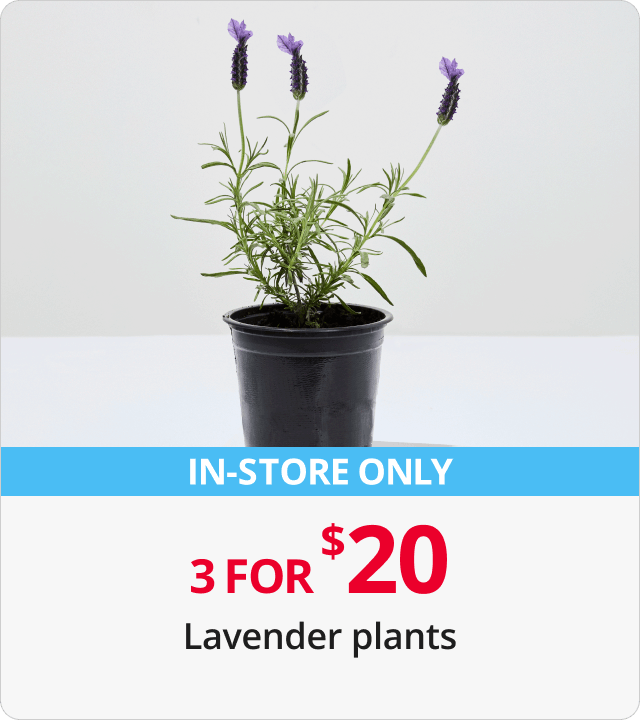 3 for $20 Lavender Plants 