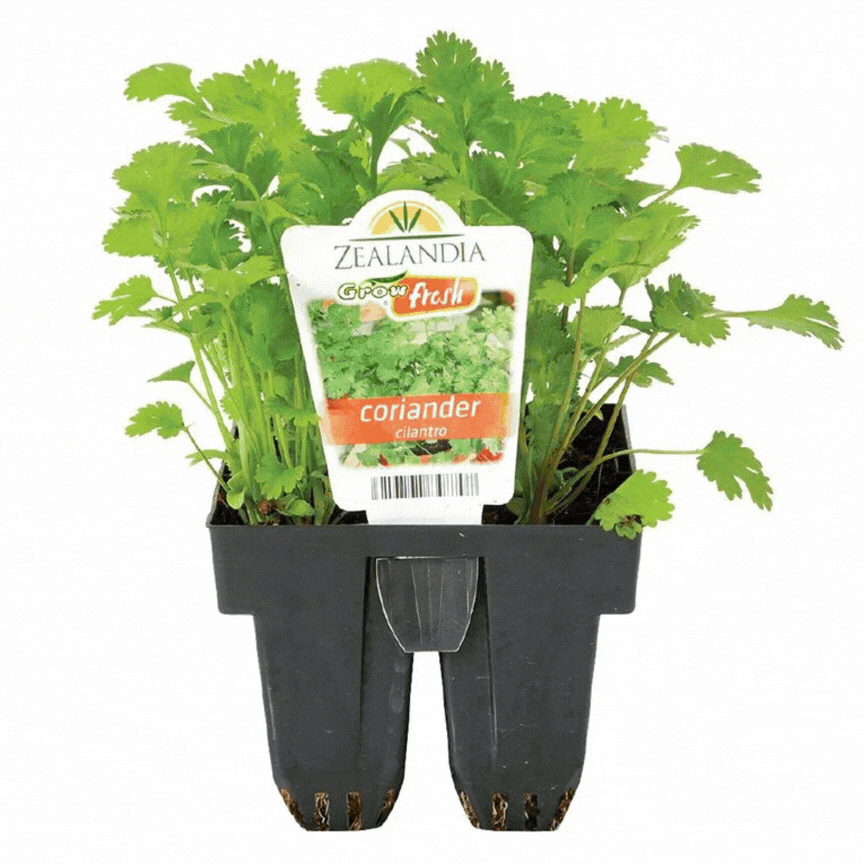 Growfresh Assorted Plants