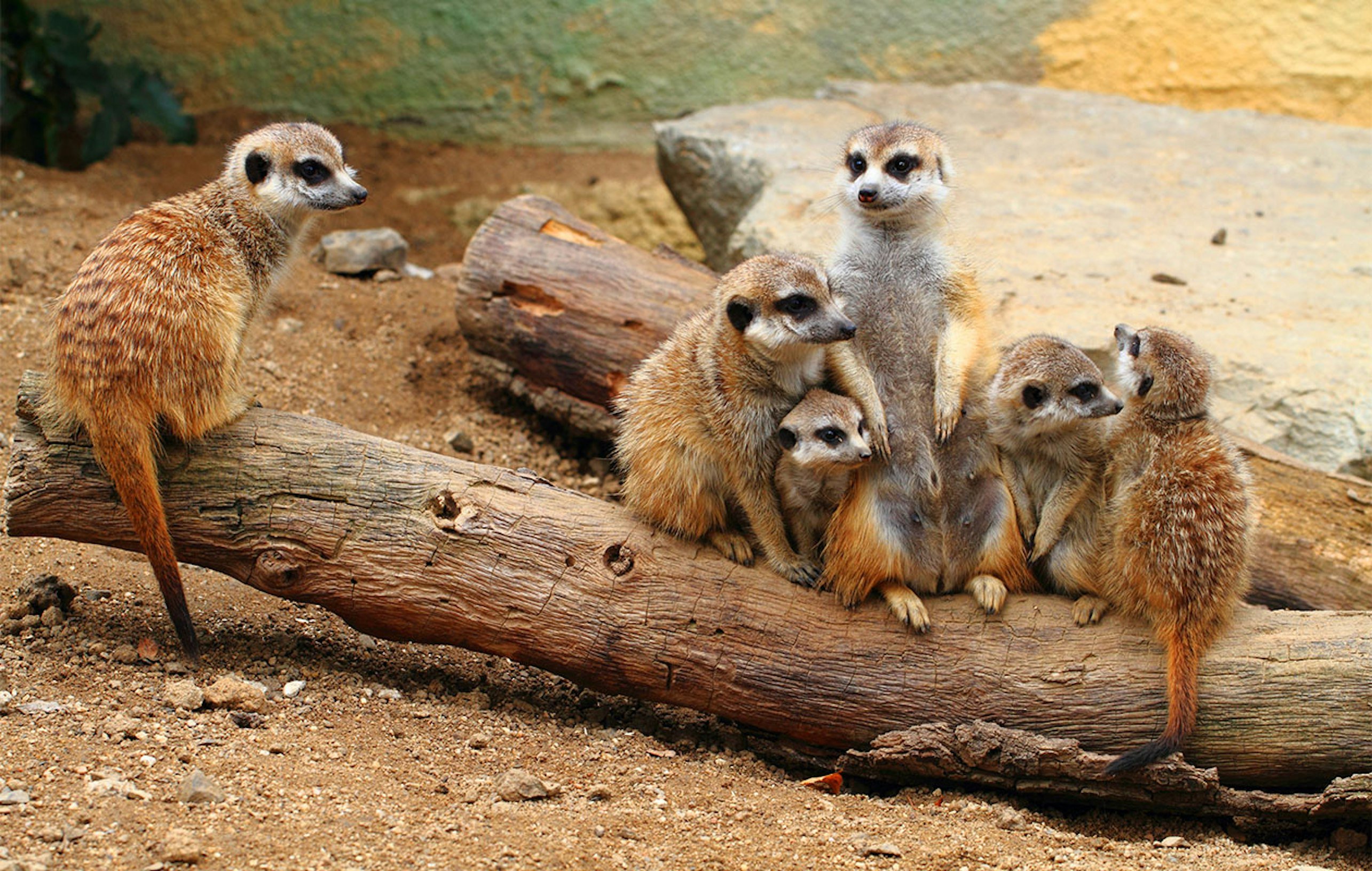 Ticket voor Dierenpark Zie-ZOO (2p.)