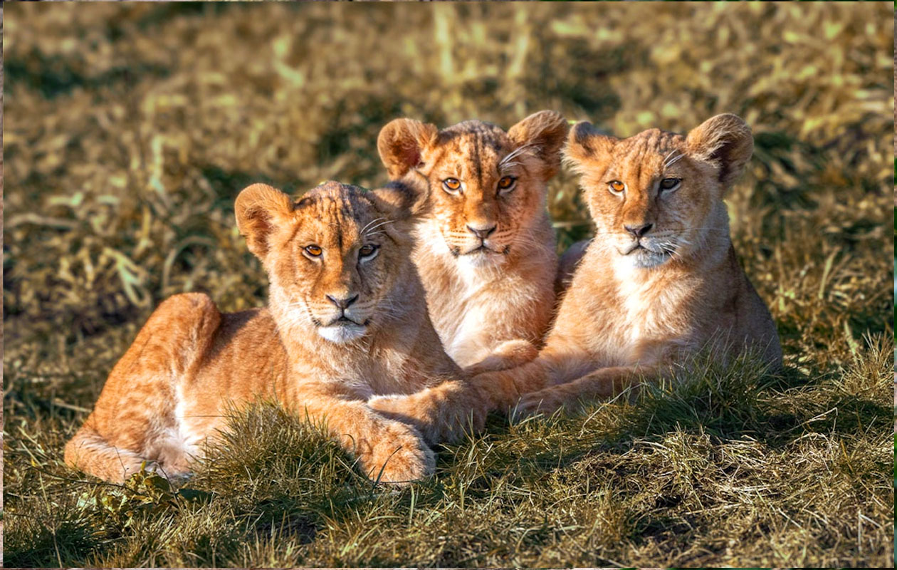 Ticket WILDLANDS Adventure Zoo (2p.)