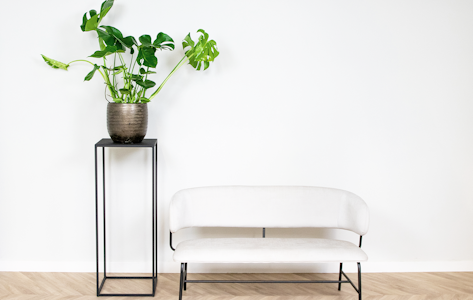 Monstera Deliciosa Gatenplant (60 - 70 cm)