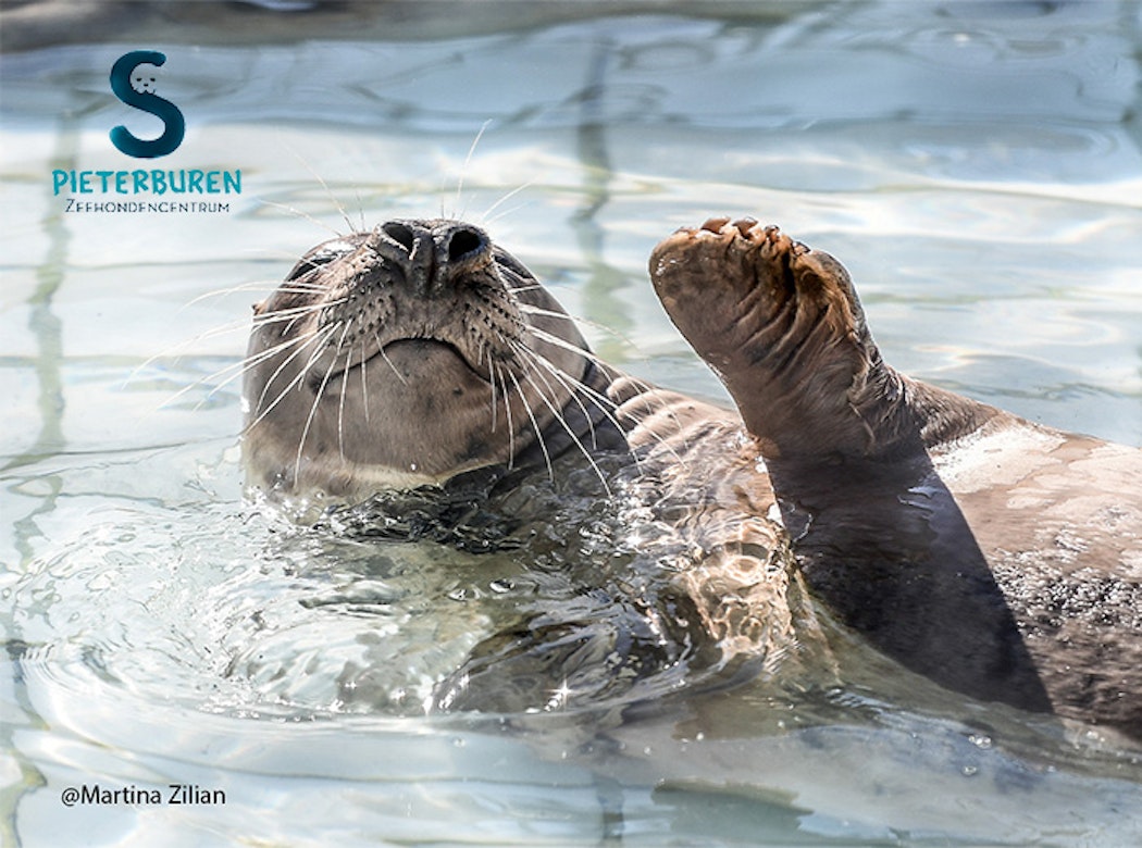 Entreeticket Zeehondencentrum Pieterburen