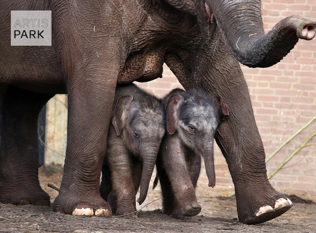 Entreeticket ARTIS-Park